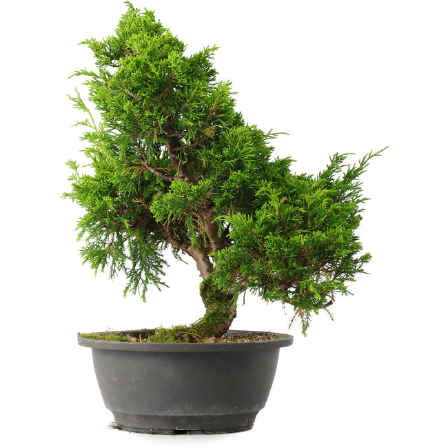 Juniperus chinensis Itoigawa, 31 cm, ± 15 ans