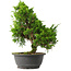 Juniperus chinensis Itoigawa, 31 cm, ± 15 jaar oud
