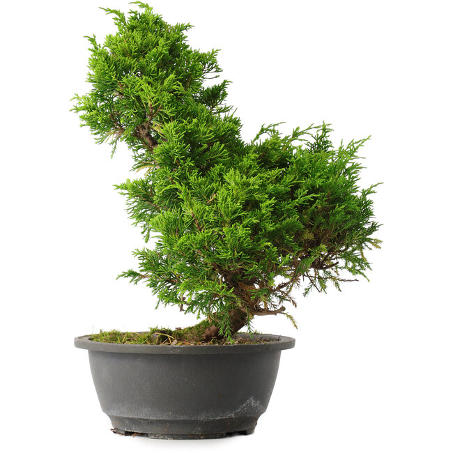 Juniperus chinensis Itoigawa, 31 cm, ± 15 years old