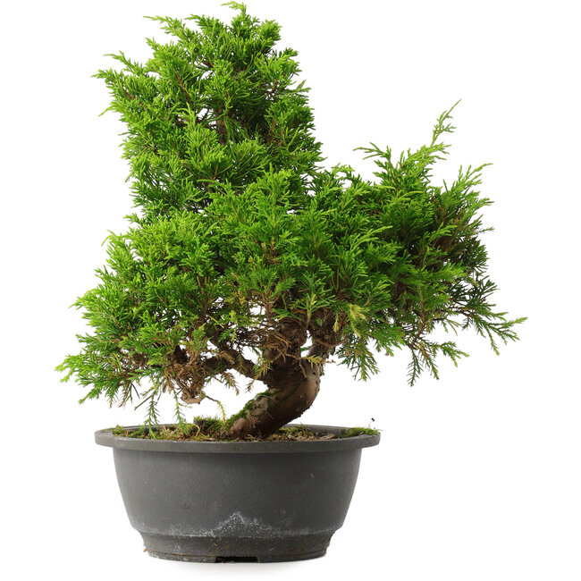 Juniperus chinensis Itoigawa, 31 cm, ± 15 years old