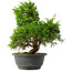 Juniperus chinensis Itoigawa, 31 cm, ± 15 jaar oud