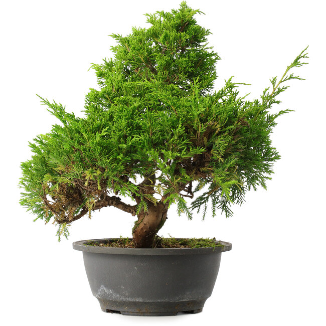 Juniperus chinensis Itoigawa, 31 cm, ± 15 años