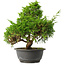 Juniperus chinensis Itoigawa, 31 cm, ± 15 jaar oud