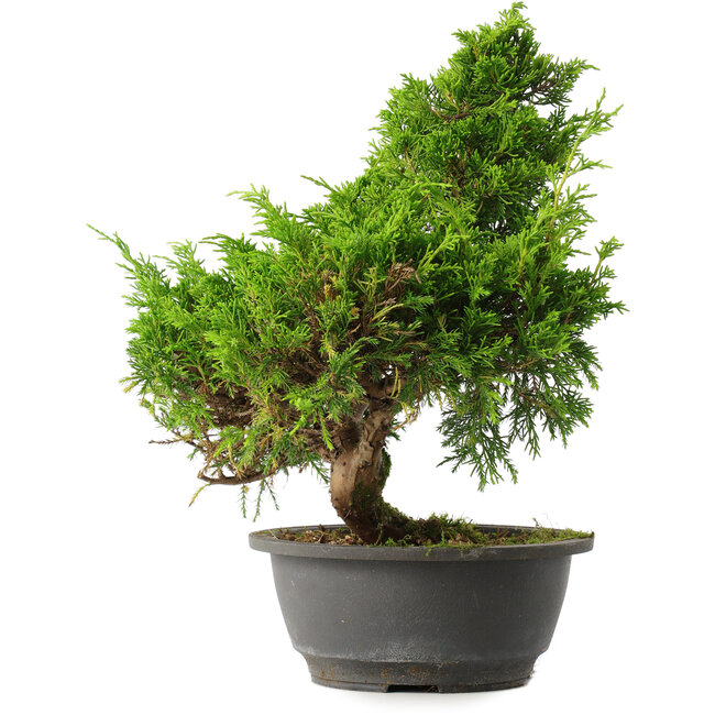 Juniperus chinensis Itoigawa, 31 cm, ± 15 years old