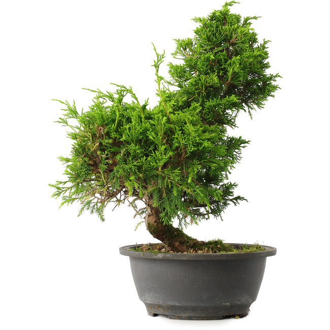 Juniperus chinensis Itoigawa, 31 cm, ± 15 años