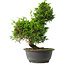 Juniperus chinensis Itoigawa, 31 cm, ± 15 jaar oud