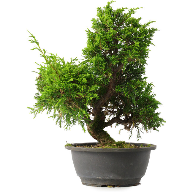Juniperus chinensis Itoigawa, 31 cm, ± 15 ans