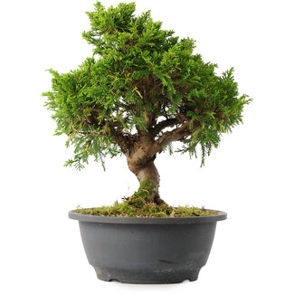 Juniperus chinensis Itoigawa, 25,5 cm, ± 15 jaar oud