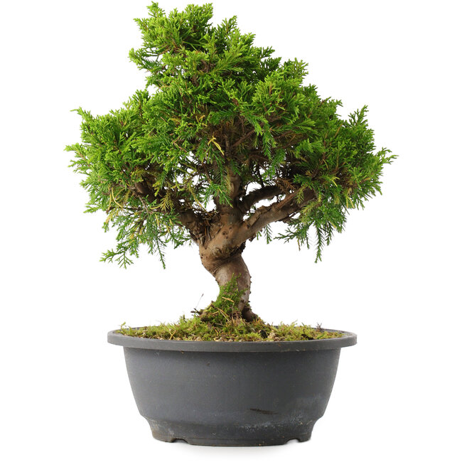Juniperus chinensis Itoigawa, 25,5 cm, ± 15 jaar oud