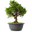 Juniperus chinensis Itoigawa, 25,5 cm, ± 15 jaar oud