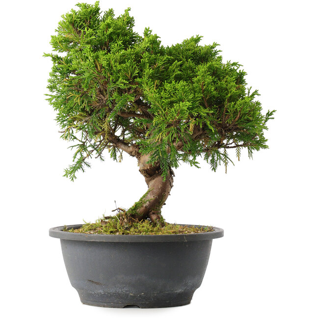 Juniperus chinensis Itoigawa, 25,5 cm, ± 15 Jahre alt