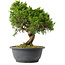 Juniperus chinensis Itoigawa, 25,5 cm, ± 15 ans