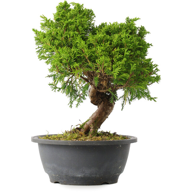 Juniperus chinensis Itoigawa, 25,5 cm, ± 15 Jahre alt