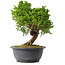Juniperus chinensis Itoigawa, 25,5 cm, ± 15 jaar oud