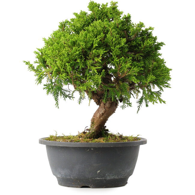 Juniperus chinensis Itoigawa, 25,5 cm, ± 15 ans
