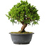 Juniperus chinensis Itoigawa, 25,5 cm, ± 15 jaar oud