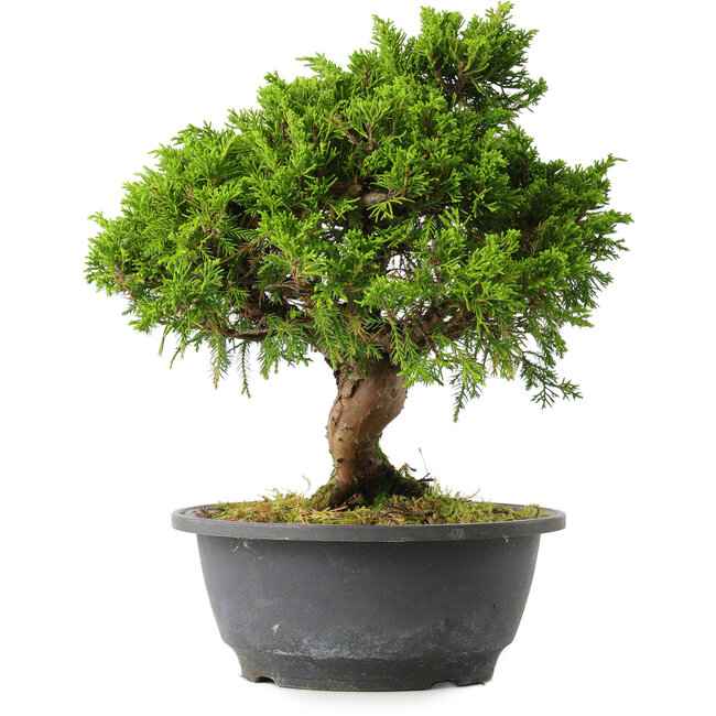 Juniperus chinensis Itoigawa, 25,5 cm, ± 15 ans