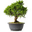 Juniperus chinensis Itoigawa, 25,5 cm, ± 15 ans