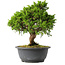 Juniperus chinensis Itoigawa, 25,5 cm, ± 15 jaar oud