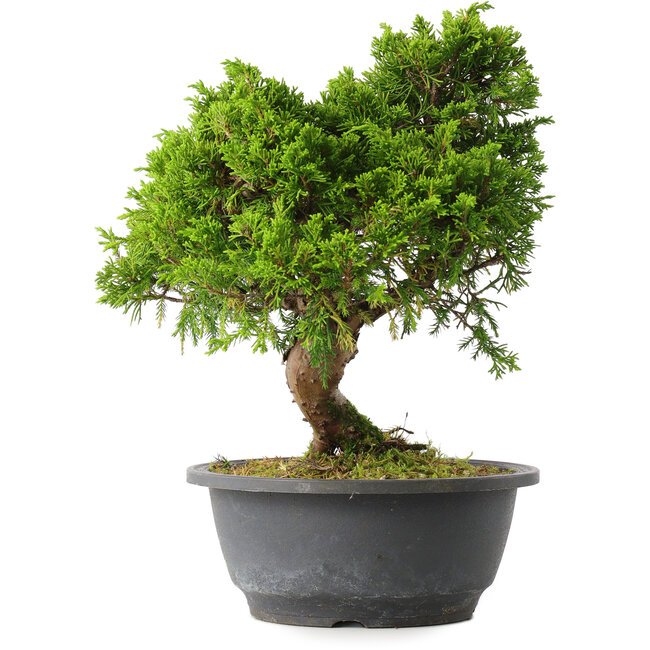 Juniperus chinensis Itoigawa, 25,5 cm, ± 15 años
