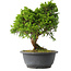 Juniperus chinensis Itoigawa, 25,5 cm, ± 15 jaar oud