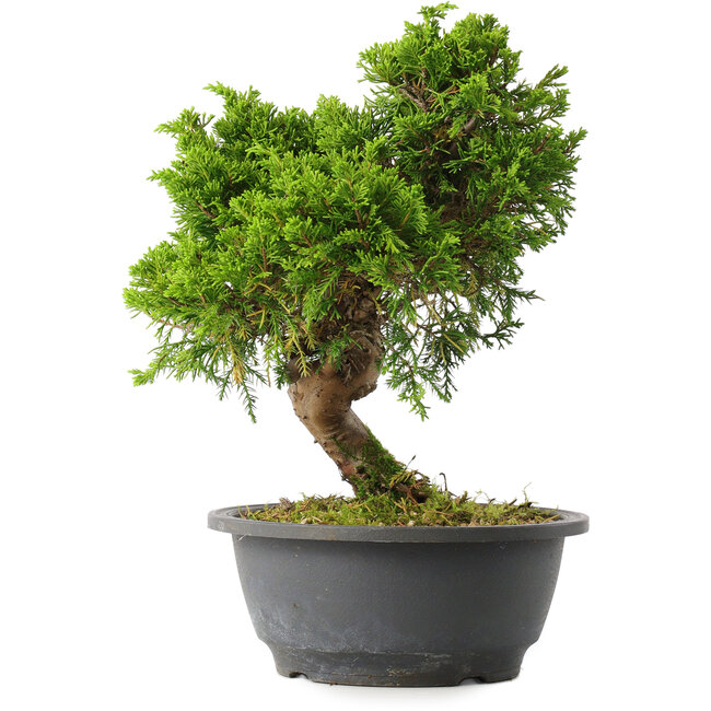 Juniperus chinensis Itoigawa, 25,5 cm, ± 15 ans