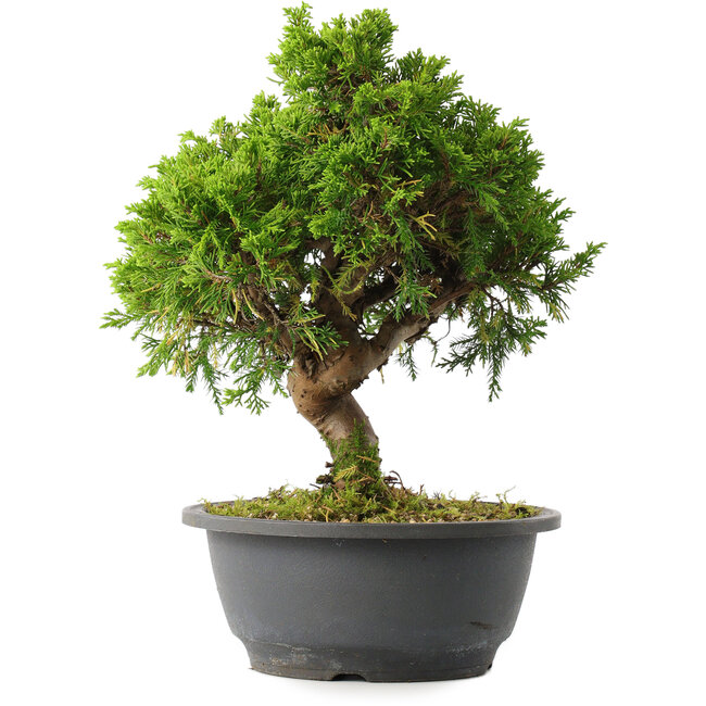 Juniperus chinensis Itoigawa, 25,5 cm, ± 15 jaar oud