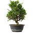Juniperus chinensis Itoigawa, 31,5 cm, ± 15 jaar oud