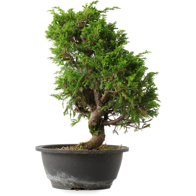 Juniperus chinensis Itoigawa, 31,5 cm, ± 15 years old