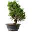 Juniperus chinensis Itoigawa, 31,5 cm, ± 15 jaar oud
