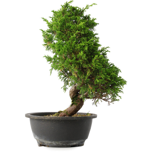 Juniperus chinensis Itoigawa, 31,5 cm, ± 15 ans