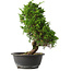 Juniperus chinensis Itoigawa, 31,5 cm, ± 15 jaar oud