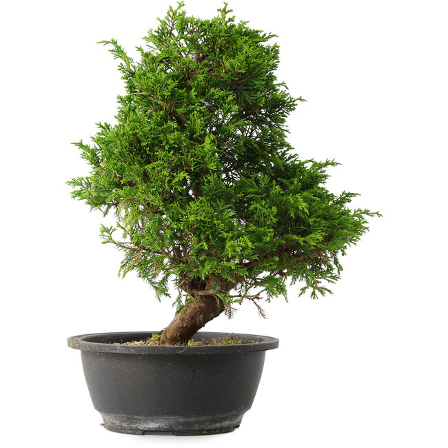 Juniperus chinensis Itoigawa, 31,5 cm, ± 15 jaar oud