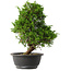 Juniperus chinensis Itoigawa, 31,5 cm, ± 15 jaar oud