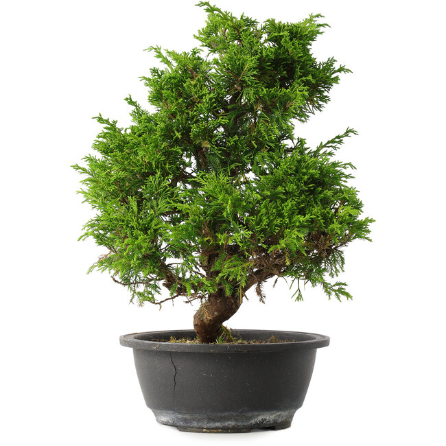 Juniperus chinensis Itoigawa, 31,5 cm, ± 15 años