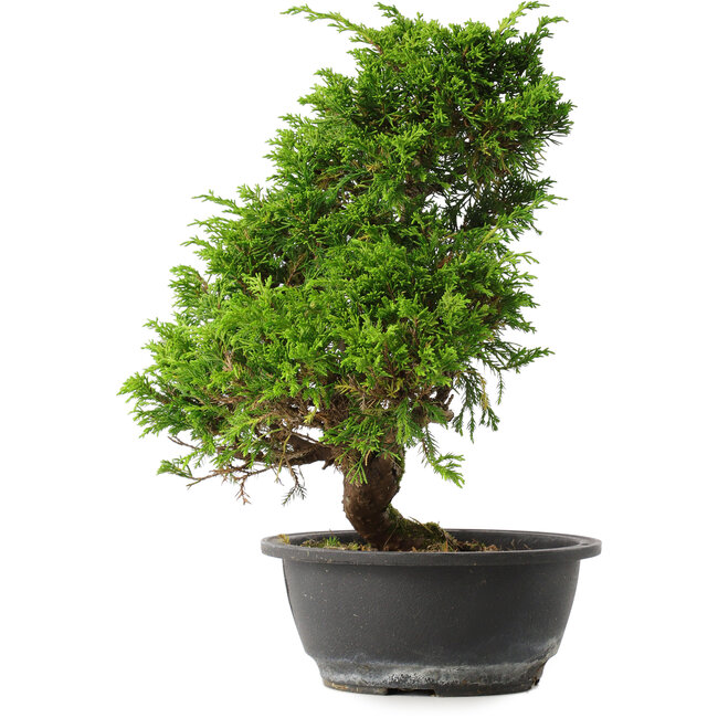 Juniperus chinensis Itoigawa, 31,5 cm, ± 15 Jahre alt