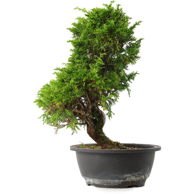 Juniperus chinensis Itoigawa, 31,5 cm, ± 15 jaar oud