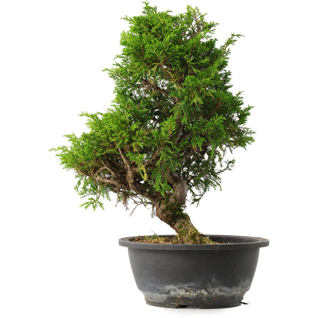 Juniperus chinensis Itoigawa, 31,5 cm, ± 15 years old