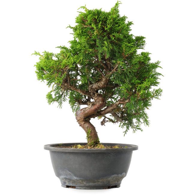 Juniperus chinensis Itoigawa, 30 cm, ± 15 jaar oud