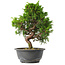 Juniperus chinensis Itoigawa, 30 cm, ± 15 jaar oud