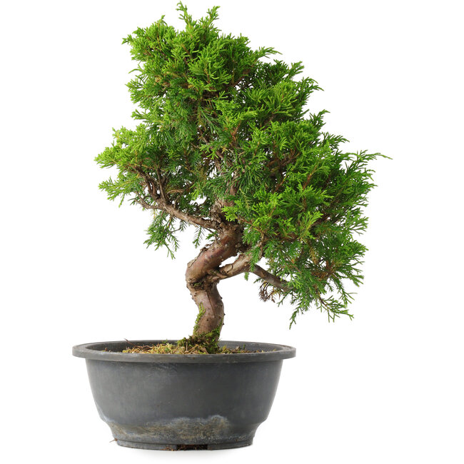 Juniperus chinensis Itoigawa, 30 cm, ± 15 años