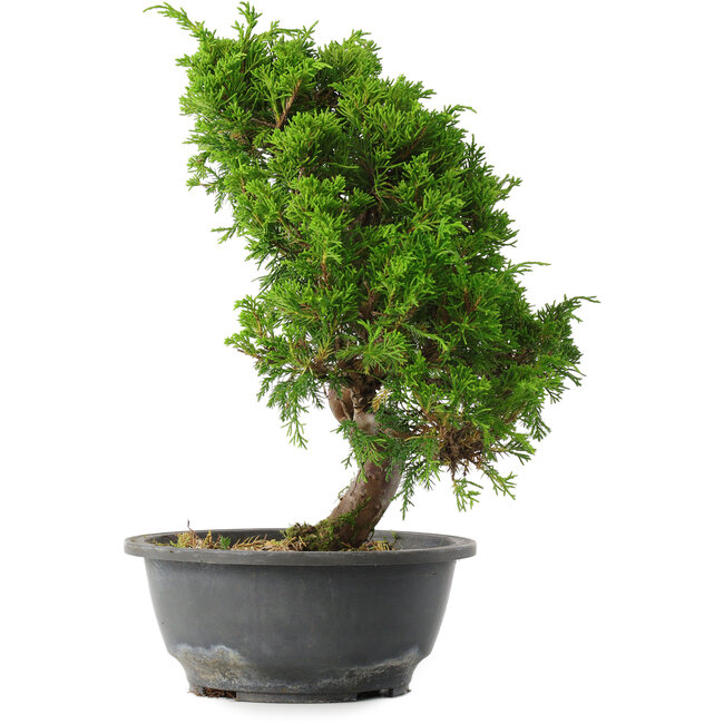 Juniperus chinensis Itoigawa, 30 cm, ± 15 years old