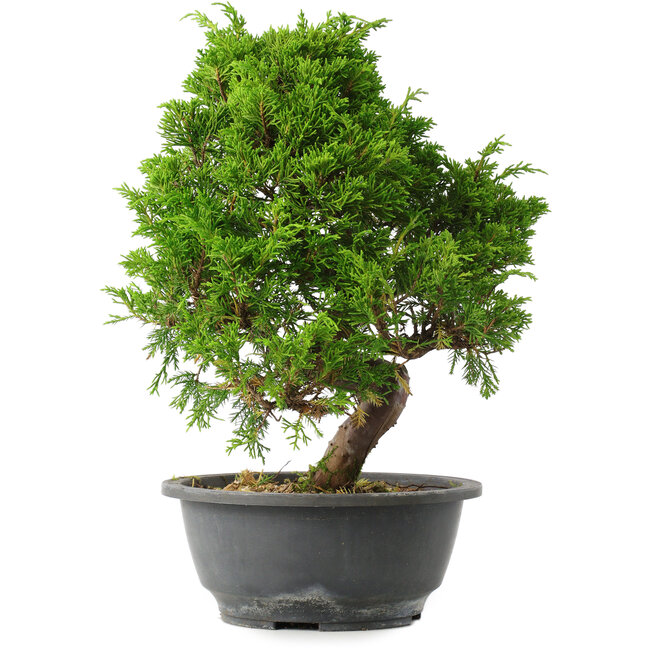Juniperus chinensis Itoigawa, 30 cm, ± 15 años