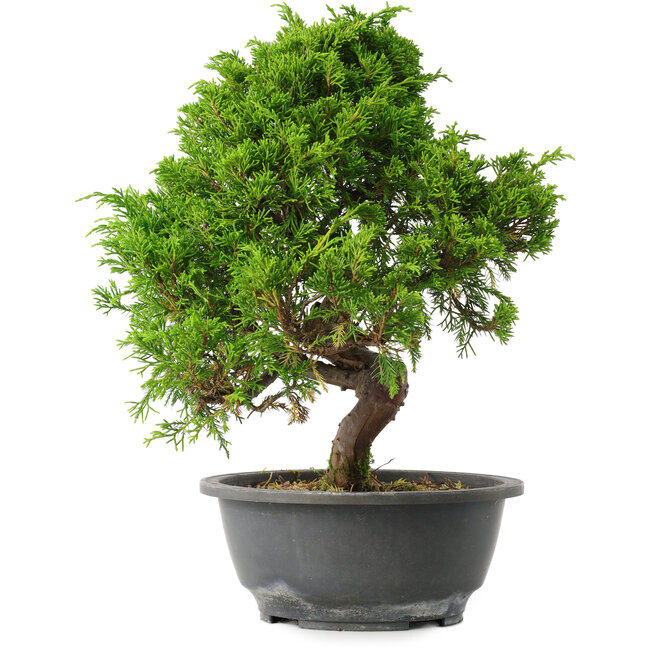 Juniperus chinensis Itoigawa, 30 cm, ± 15 Jahre alt