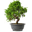 Juniperus chinensis Itoigawa, 30 cm, ± 15 jaar oud