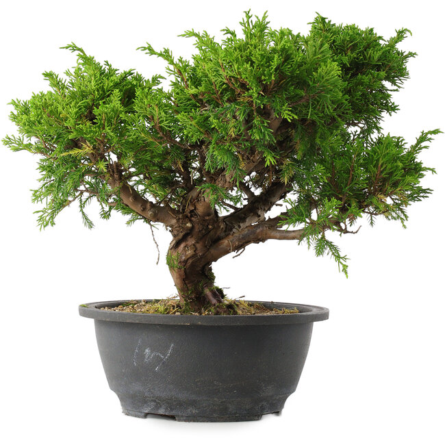 Juniperus chinensis Itoigawa, 24,5 cm, ± 15 jaar oud