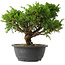 Juniperus chinensis Itoigawa, 24,5 cm, ± 15 jaar oud