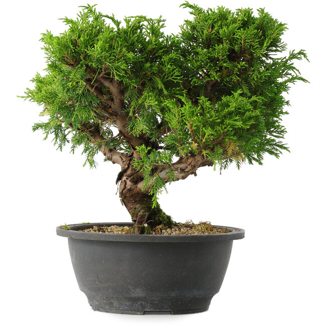 Juniperus chinensis Itoigawa, 24,5 cm, ± 15 years old