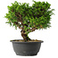 Juniperus chinensis Itoigawa, 24,5 cm, ± 15 jaar oud