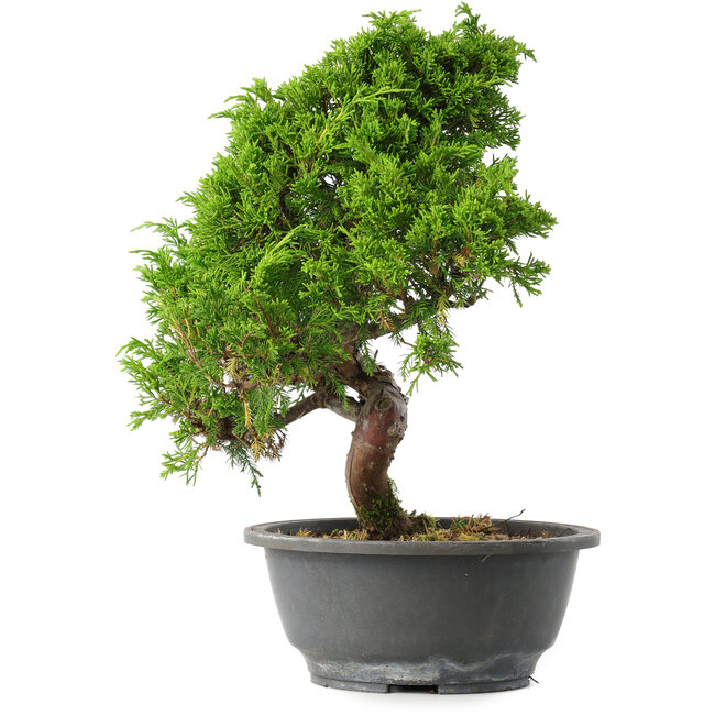 Juniperus chinensis Itoigawa, 30 cm, ± 15 jaar oud